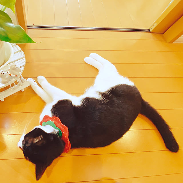moolさんの実例写真