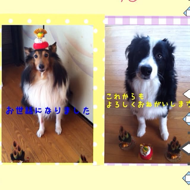 バス/トイレ/RC京都支部/ペットと暮らす家/バストイレではありません/ペット...などのインテリア実例 - 2014-12-31 20:22:57
