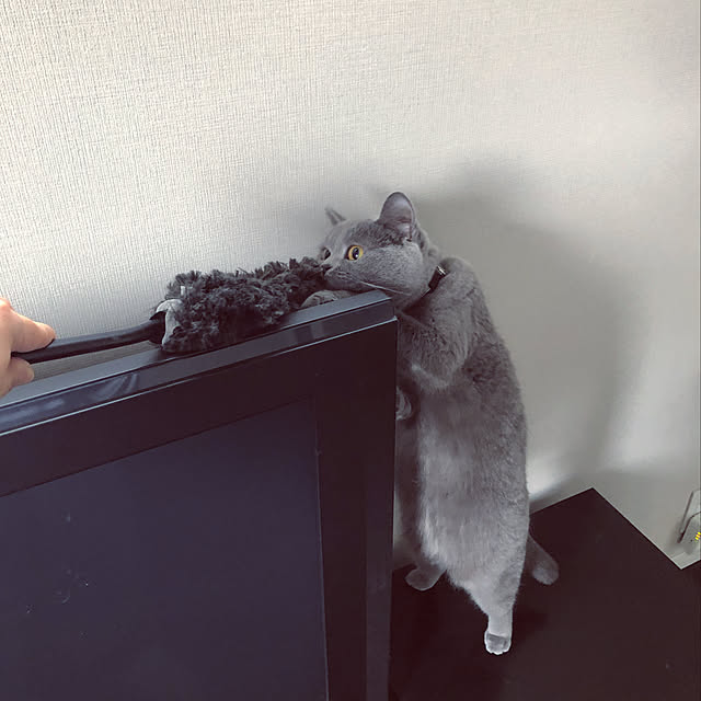 michiさんの実例写真