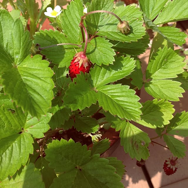 mintさんの実例写真