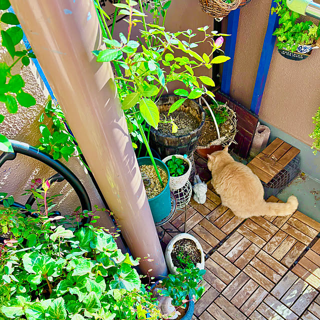 naokoさんの部屋