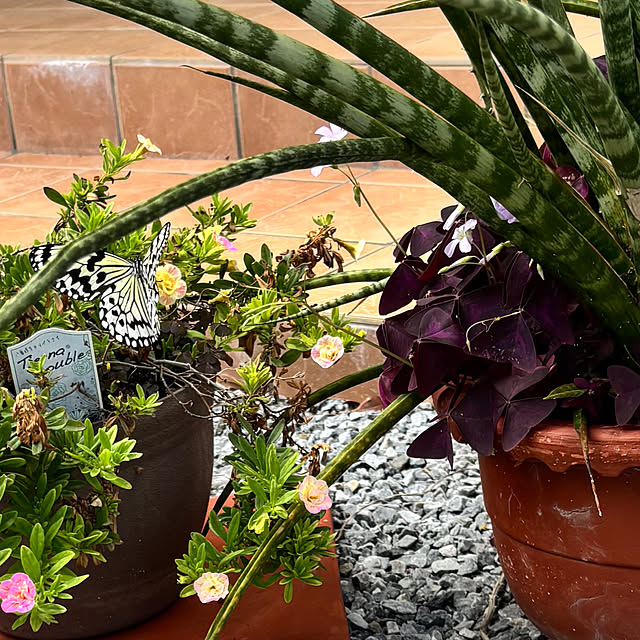 ruruさんの実例写真