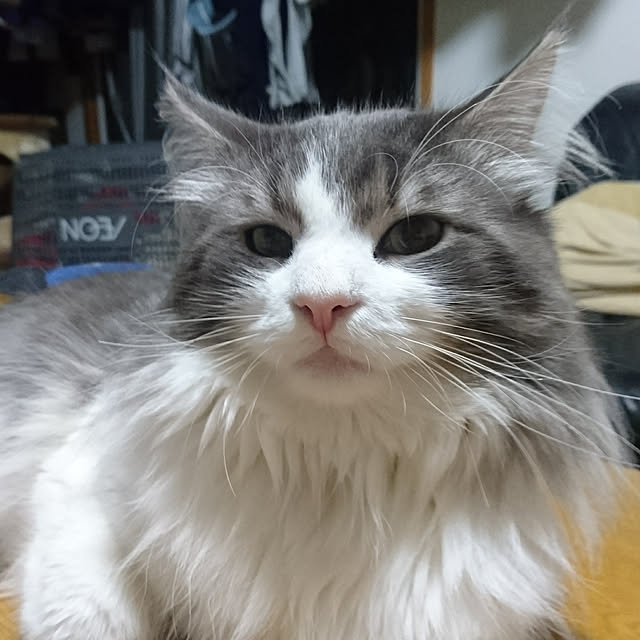 shinobuさんの実例写真