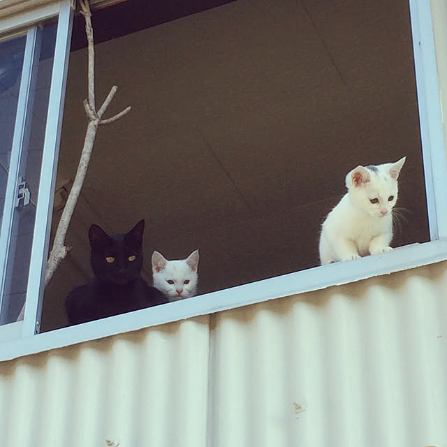 weさんの実例写真