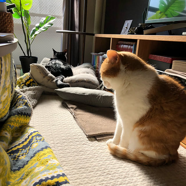 kimさんの実例写真