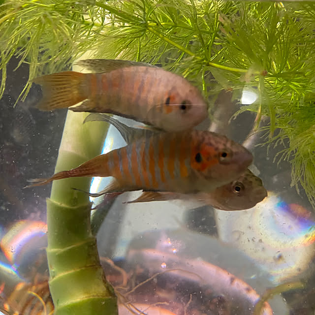 闘魚/キッチンのインテリア実例 - 2023-06-03 22:54:40