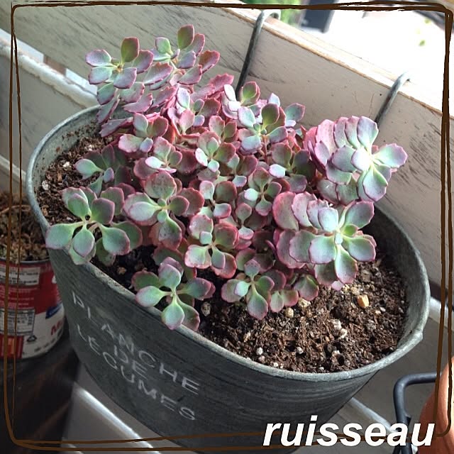 ruisseauさんの実例写真
