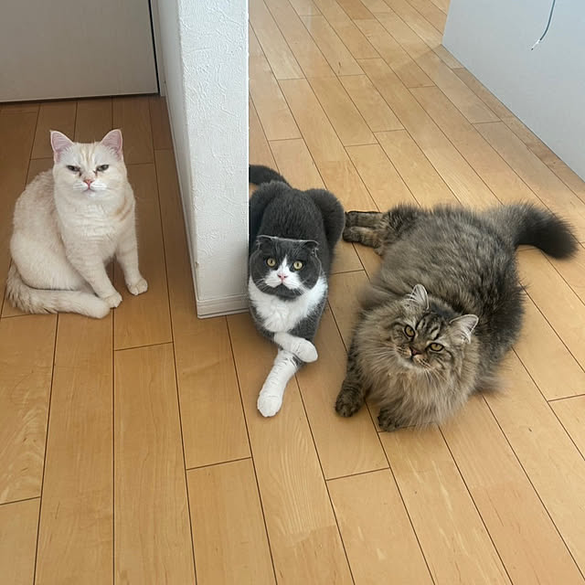matcha-catさんの部屋