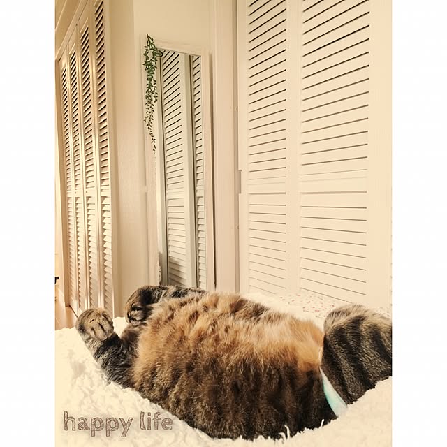 lovecatさんの実例写真