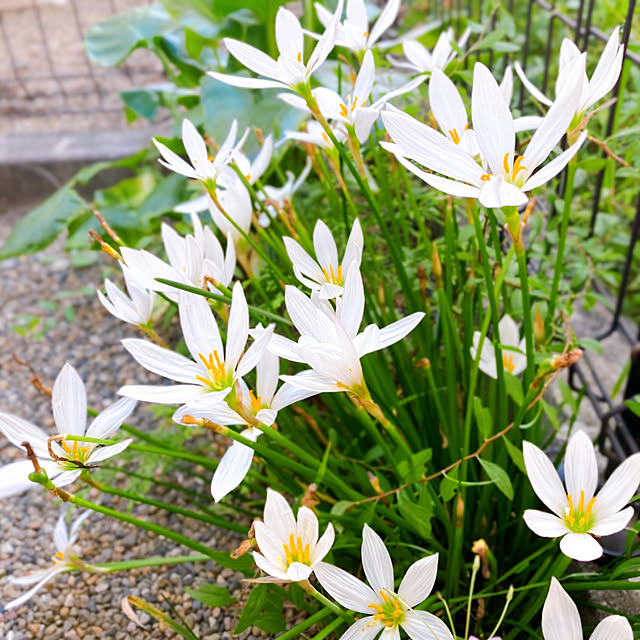 sunabaさんの実例写真