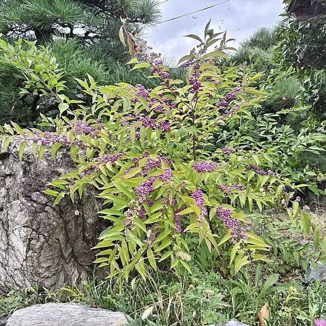 kuririnmamaさんの実例写真