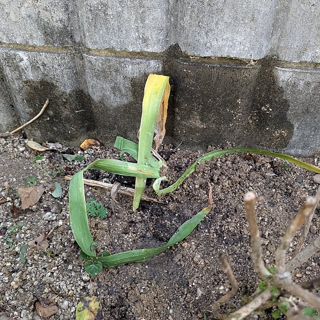 machikomamaさんの部屋