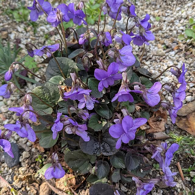 machikomamaさんの実例写真