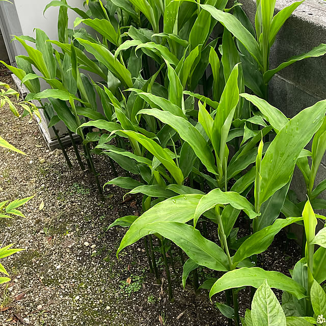 nobikoさんの部屋