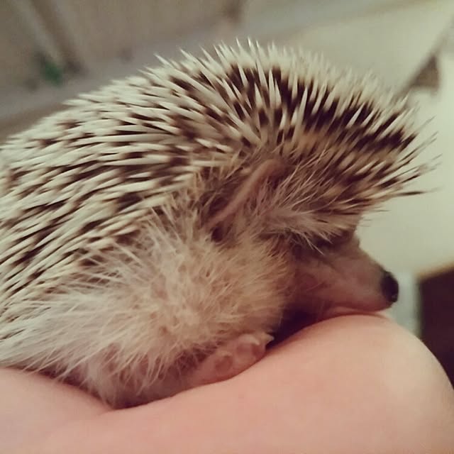 kuruさんの実例写真