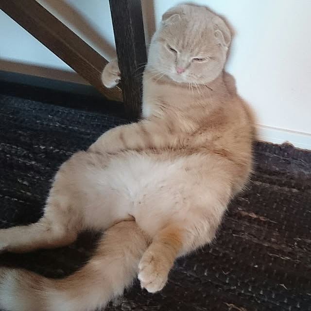 MarshmallowMuffinさんの実例写真