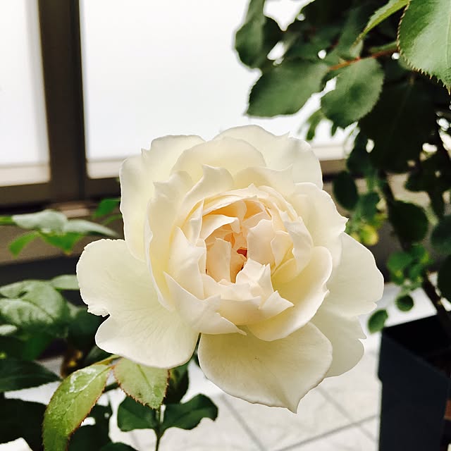 yakitoripieさんの実例写真