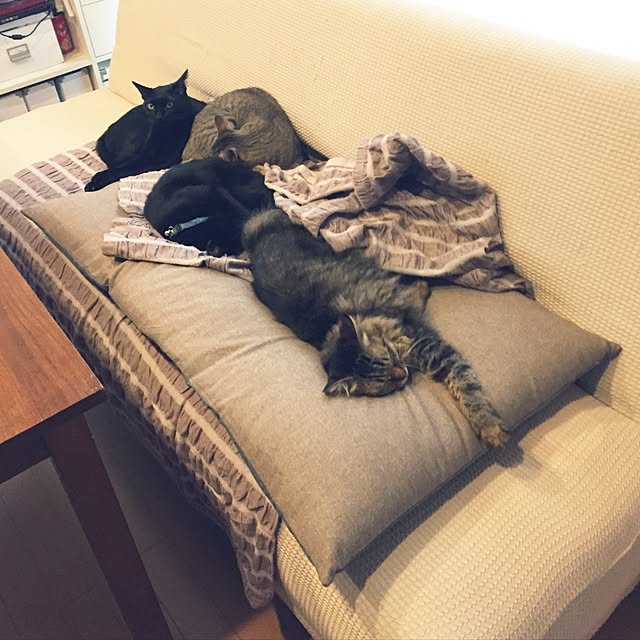 yuki0511さんの実例写真