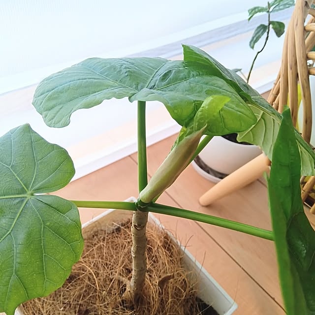 h.t.さんの部屋