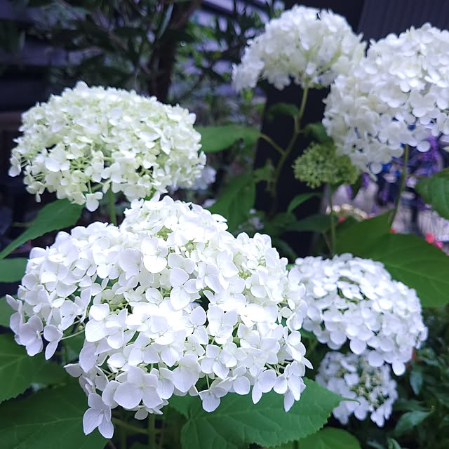 mimi828さんの実例写真