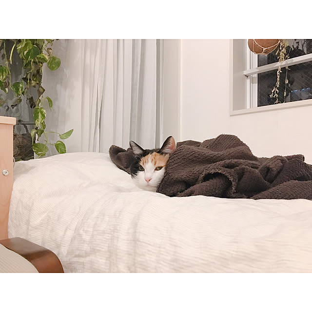 warashibeさんの実例写真