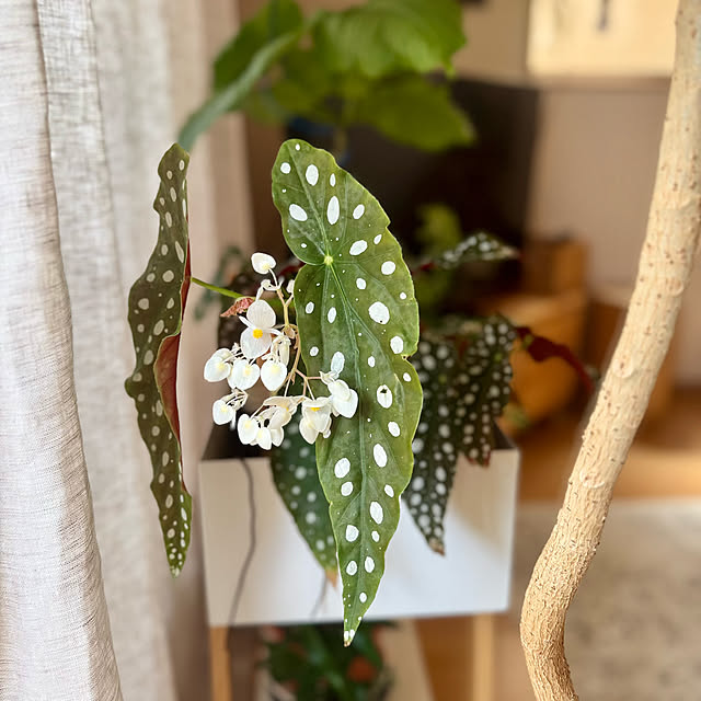 masumiさんの部屋