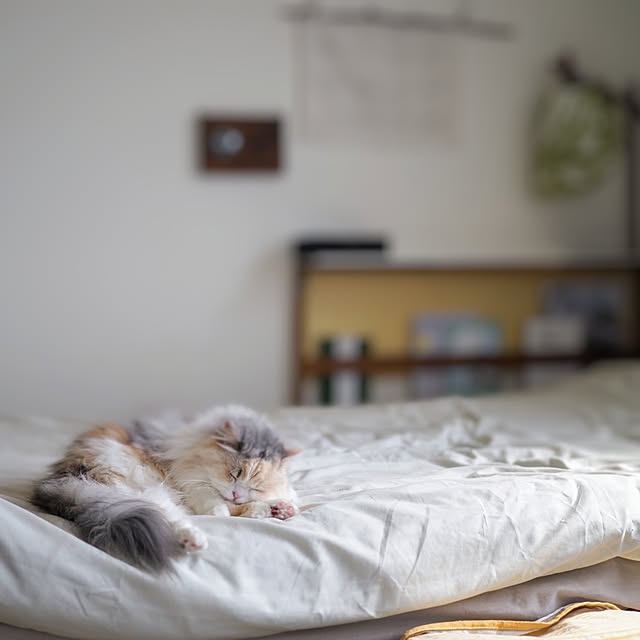 ベッド周り/インテリア/男前もナチュラルも好き/模様替えしたい/猫のいる生活...などのインテリア実例 - 2025-05-12 18:07:21