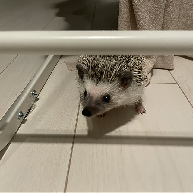 ayakaさんの実例写真