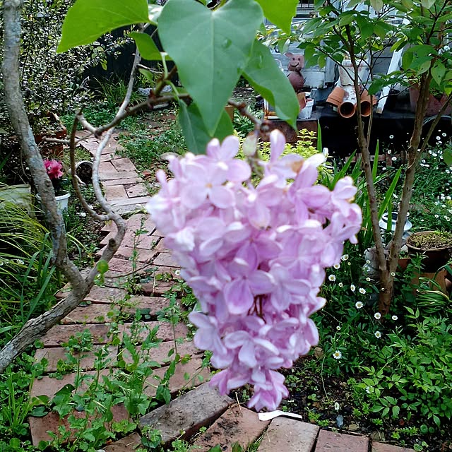 shusen.miyaさんの実例写真