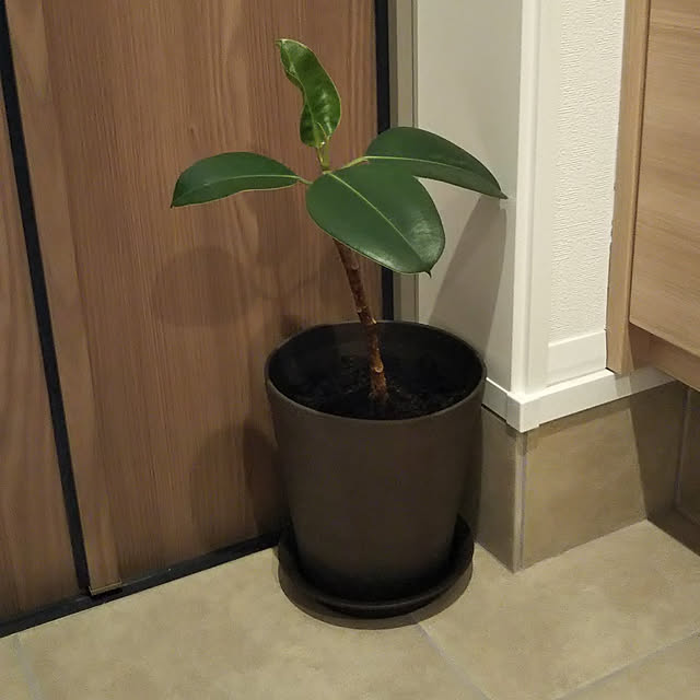 玄関/入り口/観葉植物のインテリア実例 - 2021-05-09 20:10:40