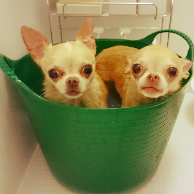 shirogomaさんの実例写真