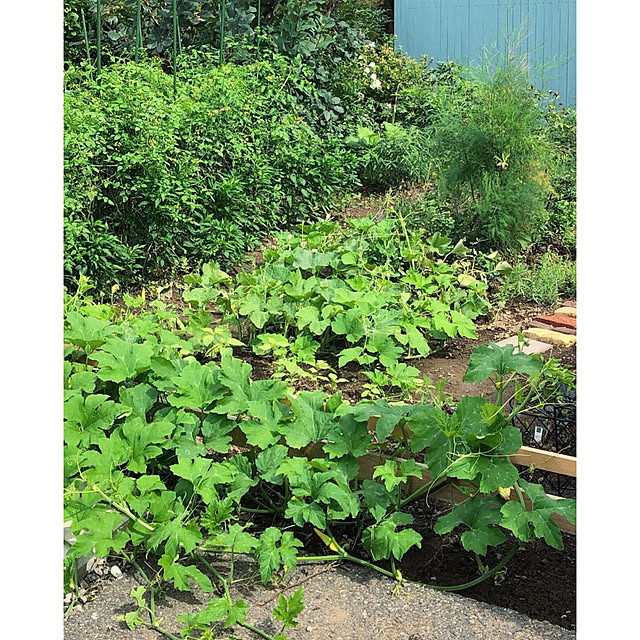 naho81078さんの実例写真