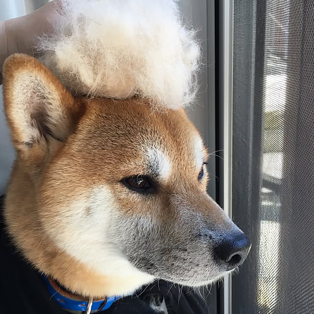 kotaさんの実例写真