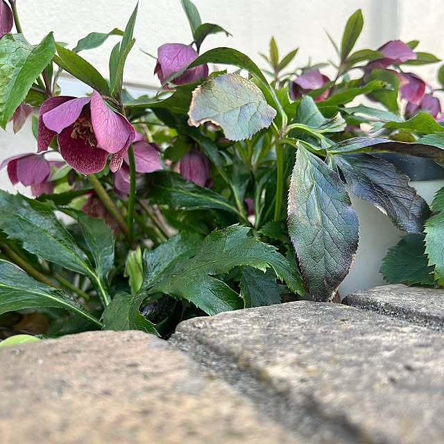 magnoliaさんの実例写真