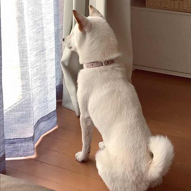 pillowsさんの実例写真