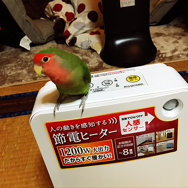 pipiさんの実例写真