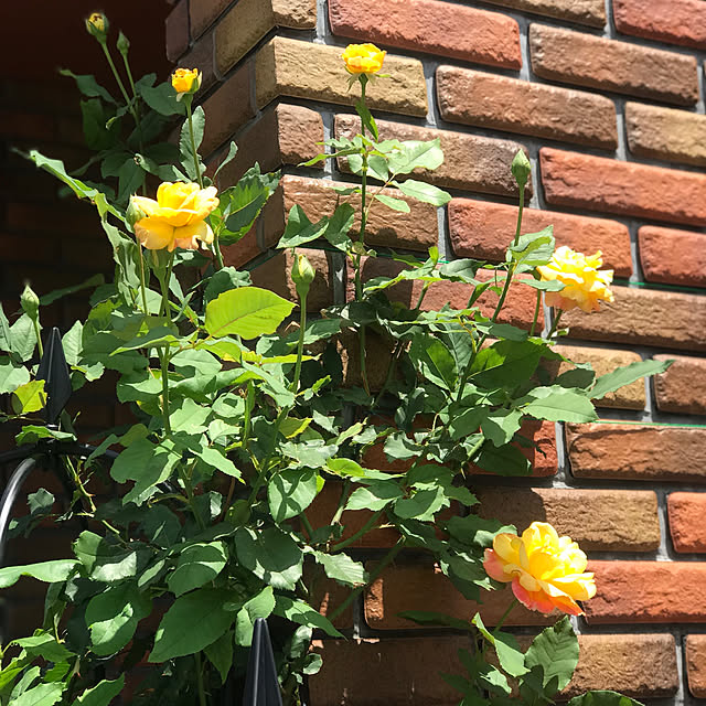 RoseLife5818さんの実例写真