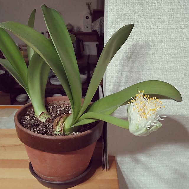 cocosabuさんの実例写真