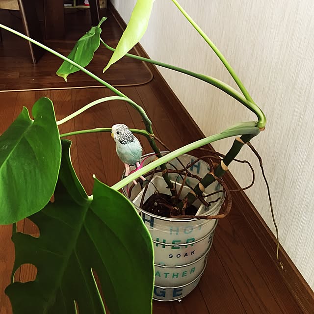 yoppyさんの実例写真