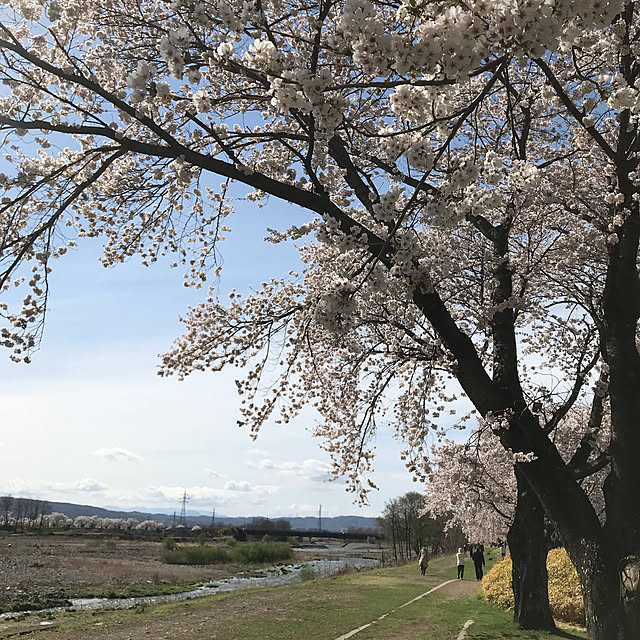 実例写真