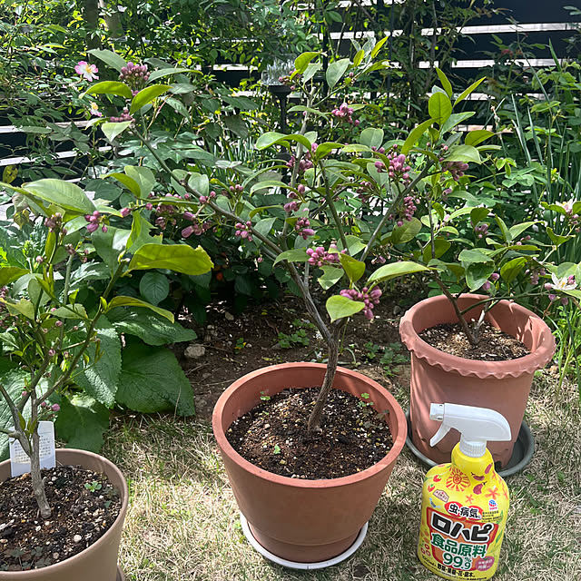 Virolさんの実例写真