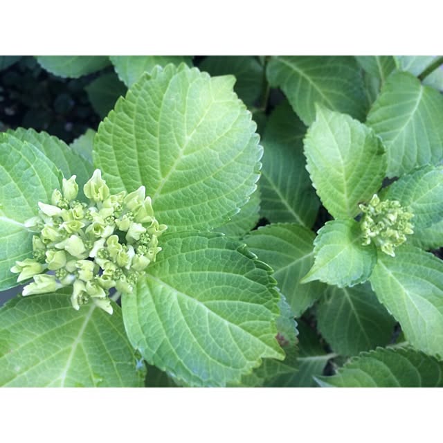 Akikoさんの実例写真