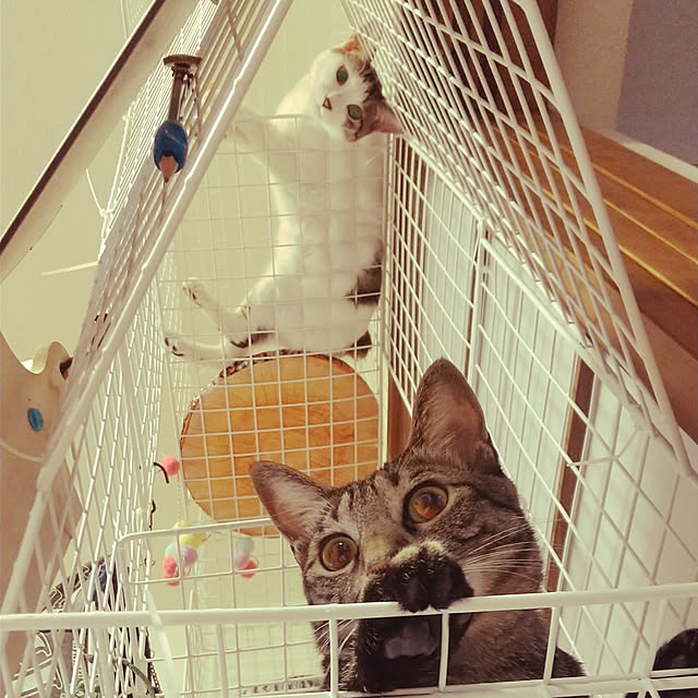 Mikaさんの実例写真