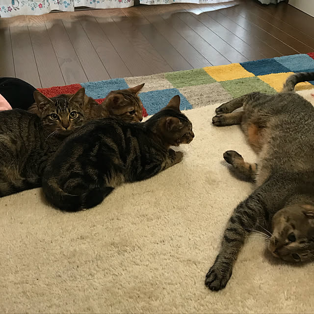 pepeさんの実例写真