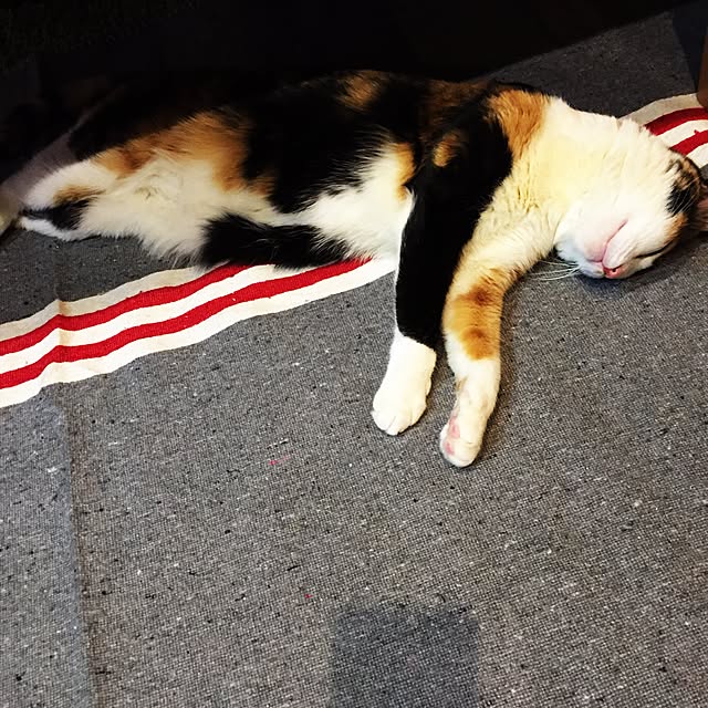 mayugonさんの実例写真