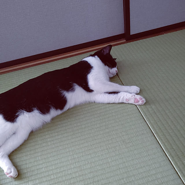 hihaさんの実例写真