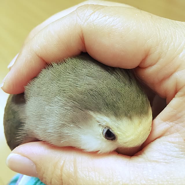 kaotanさんの実例写真