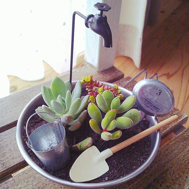 蛇口ピックの見本です 多肉植物 箱庭 水道 - メルカリ