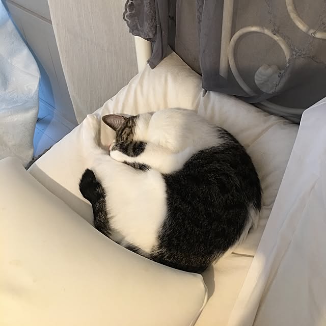 Shihoさんの実例写真