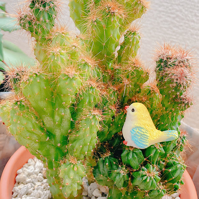 Hanakaさんの部屋